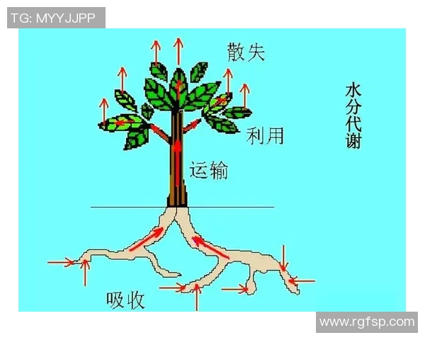 杭州乒乓球队技术解析：从基础训练到比赛策略的全面探讨